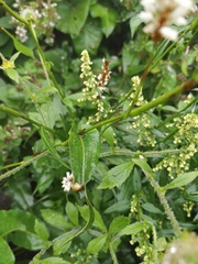 Bistorta officinalis officinalis