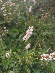 Bistorta officinalis officinalis