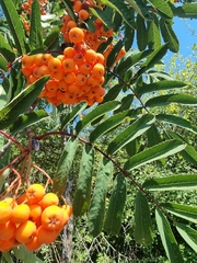 Sorbus aucuparia