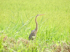 Ardea purpurea