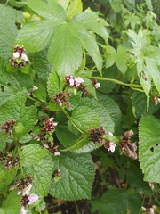 Phlomoides umbrosa