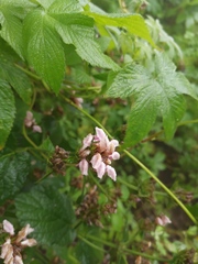 Phlomoides umbrosa