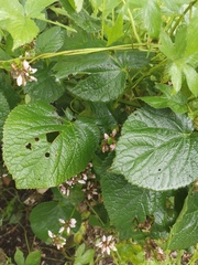 Phlomoides umbrosa