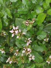 Phlomoides umbrosa