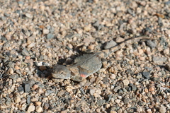 Phrynocephalus versicolor