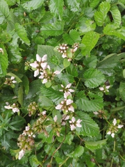 Phlomoides umbrosa