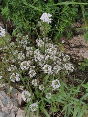 Lysimachia pentapetala