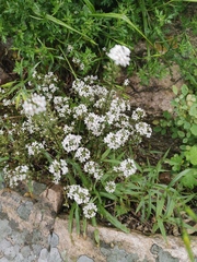 Lysimachia pentapetala