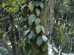 Hoya macrophylla