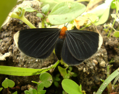 Melanchroia chephise
