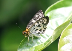 Abraximorpha davidii