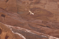 Ptyonoprogne rupestris