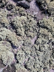 Cladonia dimorphoclada