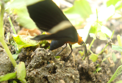 Melanchroia chephise