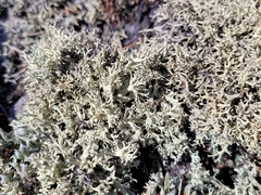 Cladonia dimorphoclada