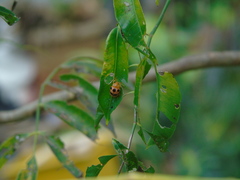 Podontia