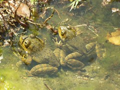 Lithobates tarahumarae