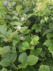 Clematis heracleifolia