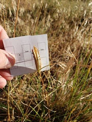 Calochortus invenustus