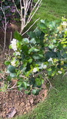 Murraya paniculata