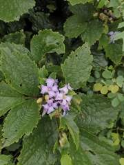 Clematis heracleifolia