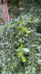 Terminalia mantaly