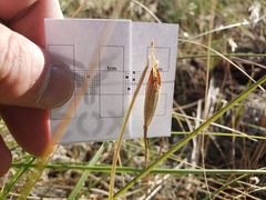 Calochortus invenustus