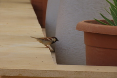 Passer domesticus indicus