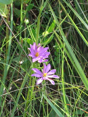 Sabatia gentianoides