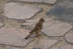 Passer domesticus indicus