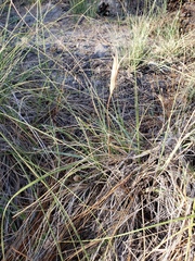 Calochortus invenustus