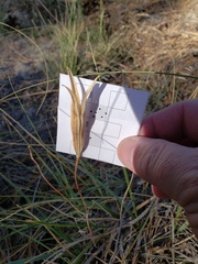 Calochortus invenustus