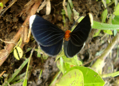 Melanchroia chephise