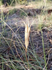 Calochortus invenustus