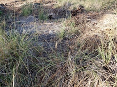 Calochortus invenustus