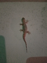 Hemidactylus turcicus