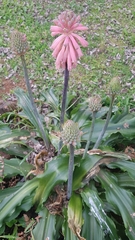 Veltheimia