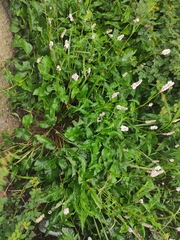 Bistorta officinalis officinalis