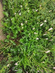 Bistorta officinalis officinalis