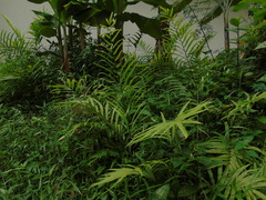 Amblovenatum terminans