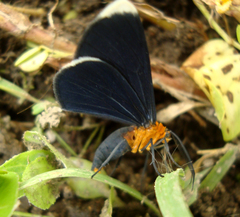 Melanchroia chephise