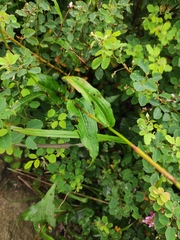 Bistorta officinalis officinalis