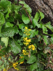 Patrinia heterophylla