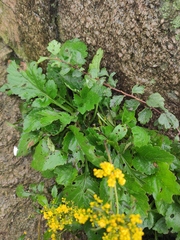 Patrinia heterophylla