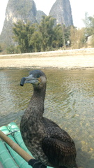 Phalacrocorax