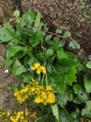 Patrinia heterophylla