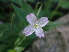 Epilobium montanum