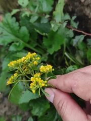 Patrinia heterophylla