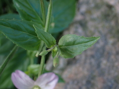 Epilobium montanum