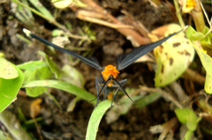 Melanchroia chephise